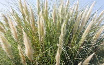 Ornamental Grasses In Oklahoma