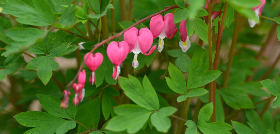 Splendid Shade Perennials Tlc Garden Centers Splendid Shade Perennials Tlc Garden Centers