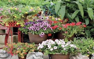 Two Keys to Container Garden Success