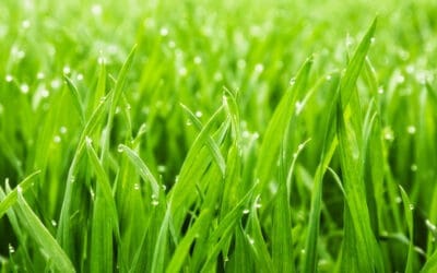 Lawn Grass Types & Installation