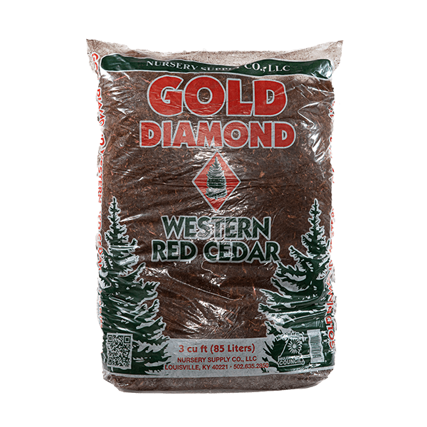 Gold Diamond Western Red Cedar | TLC Garden Centers